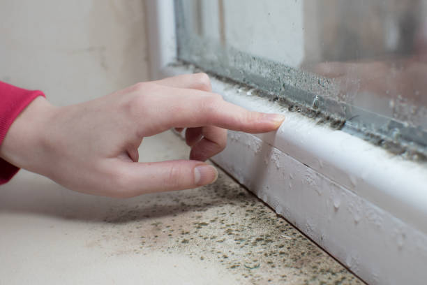 Best Airborne Mold Testing  in Nampa, ID